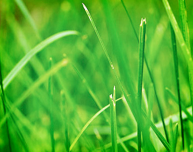 在线电话轰炸机